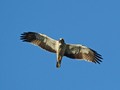 Águia-calçada _Aquila pennata ©Horácio Costa